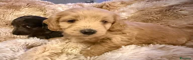 Mixed Breed Puppy 3