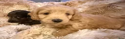 Mixed Breed dogs for sale: Stunning quality Daxipoo pups   - Advert 21