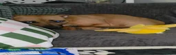 Staffordshire Bull Terrier dogs for sale: 1 year old Staffy girl - Advert 4