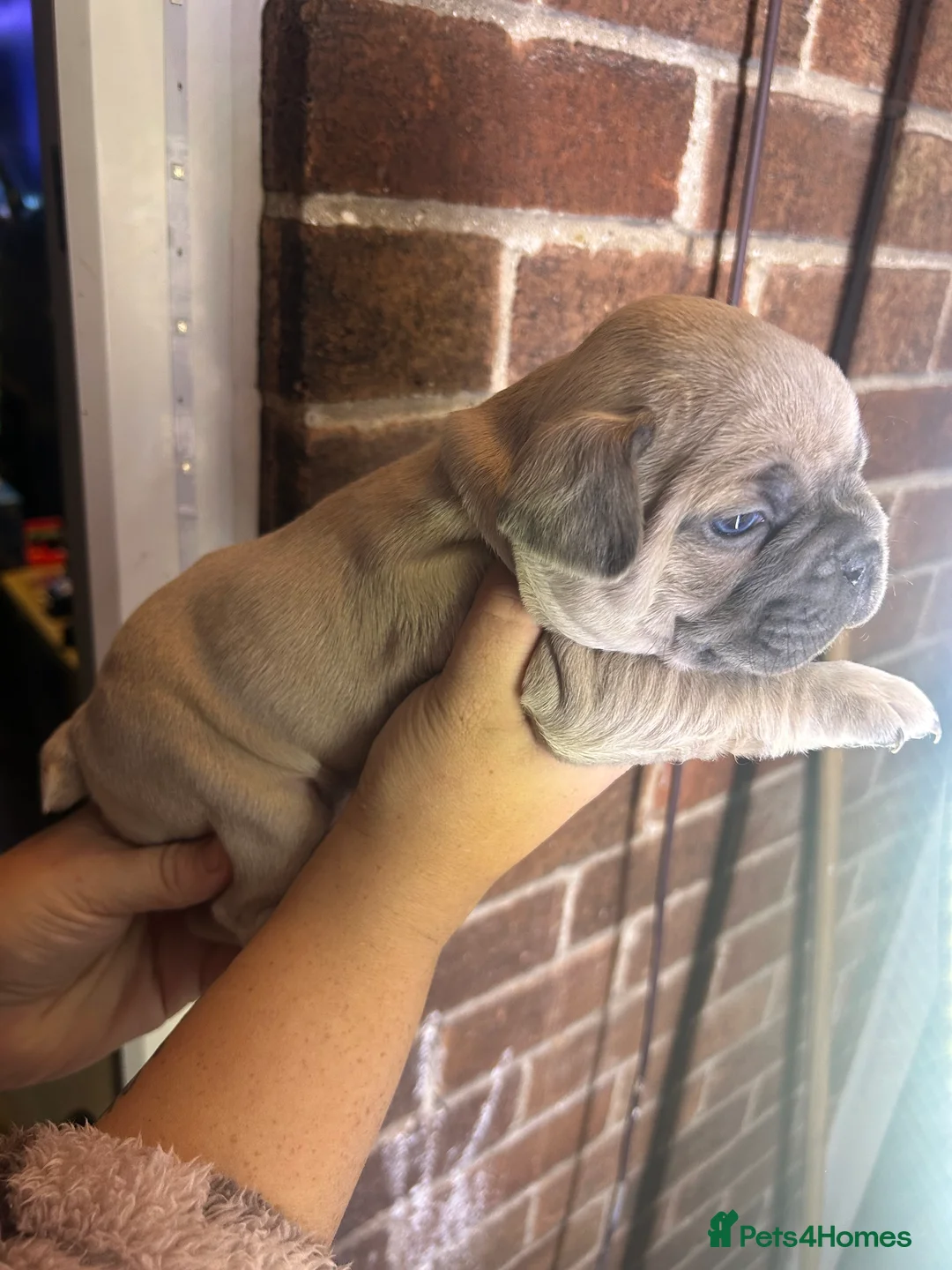 French Bulldog dogs for sale: *LAST ONE* Stunning French Bulldog Puppy - Advert 12