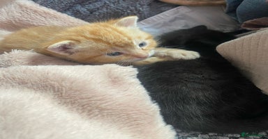 Mixed Breed cats - Advert 8