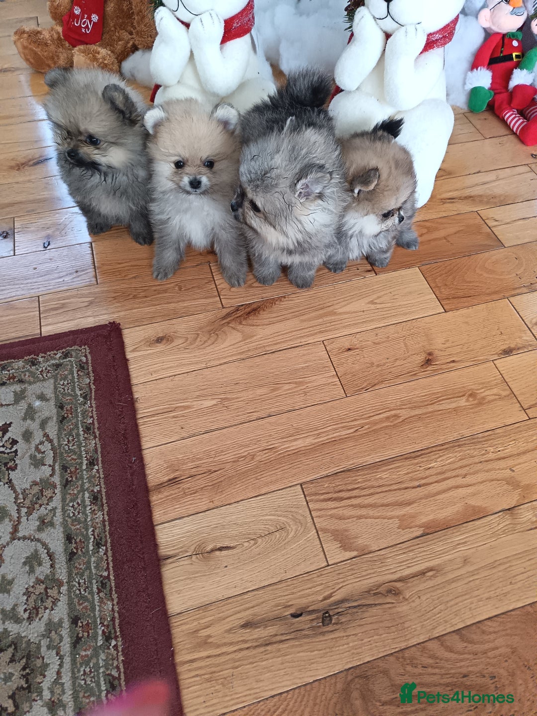 Pomeranian dogs for sale: 2 POMERANIAN PUPPIES FOR SALE - 1 girl and 1 boy - Advert 11