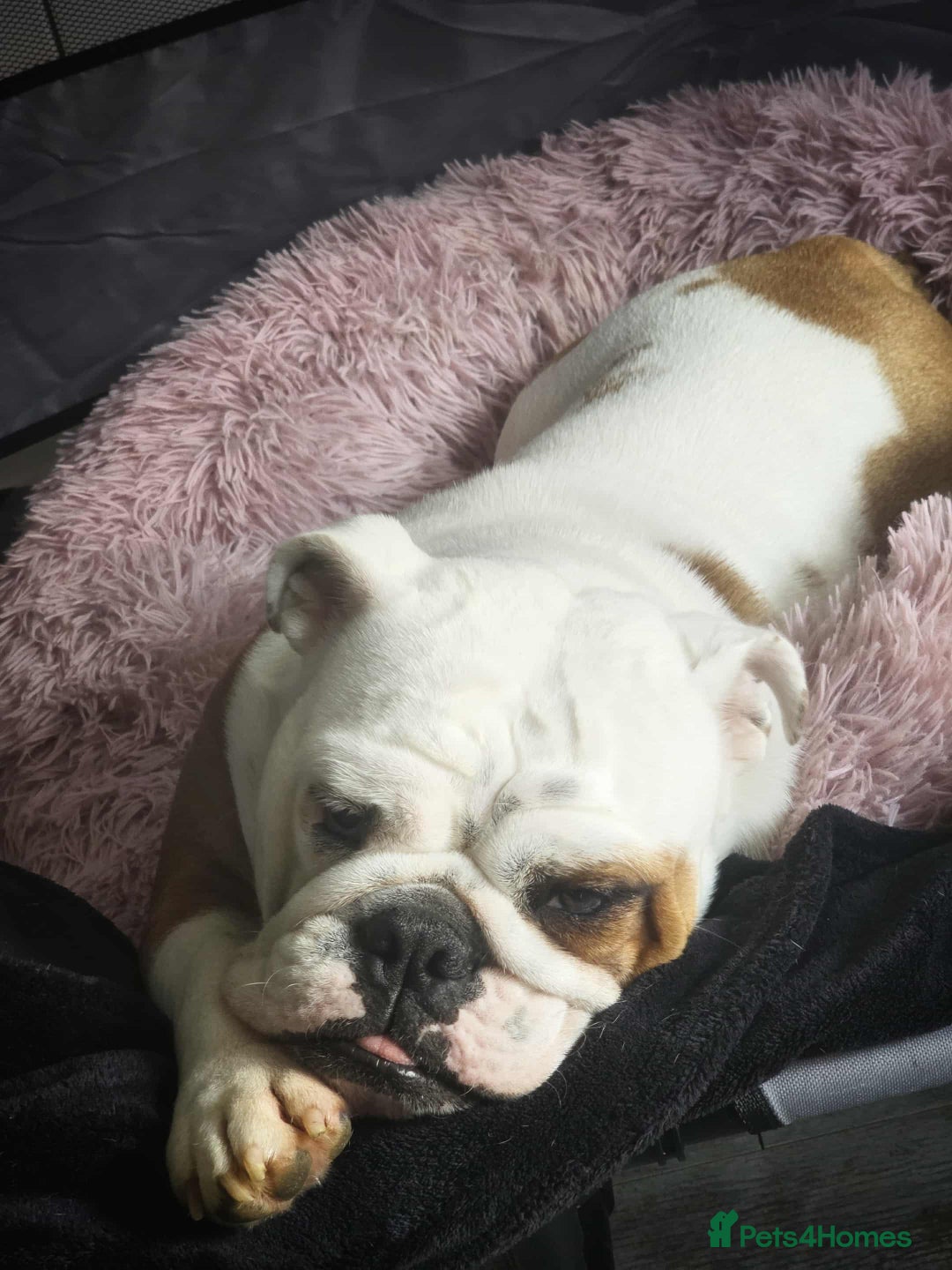 English Bulldog dogs for sale: Molly looking for new home - Advert 5