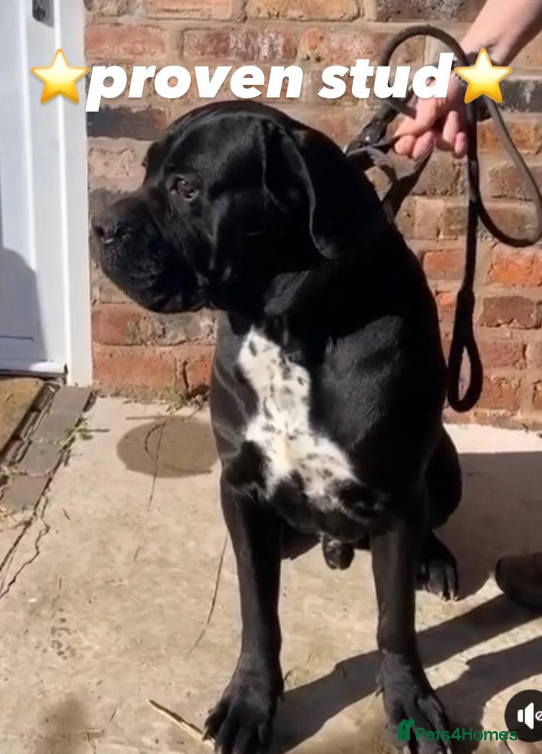 Cane Corso dogs for stud: Presenting MASSIMO MARCELLO for Stud in Stafford - Advert 6