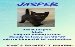 Domestic Shorthair cats for sale: Kittens and cats for adoption.  - Image 16