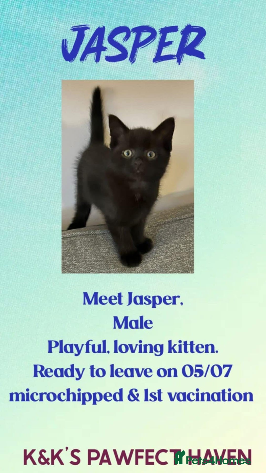 Domestic Shorthair cats for sale: Kittens and cats for adoption.  - Image 16