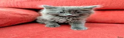Mixed Breed cats for sale: Stunning Fluffy Kittens  - Advert 34