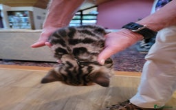 Mixed Breed cats for sale: Beautiful kittens for sale - Image 8
