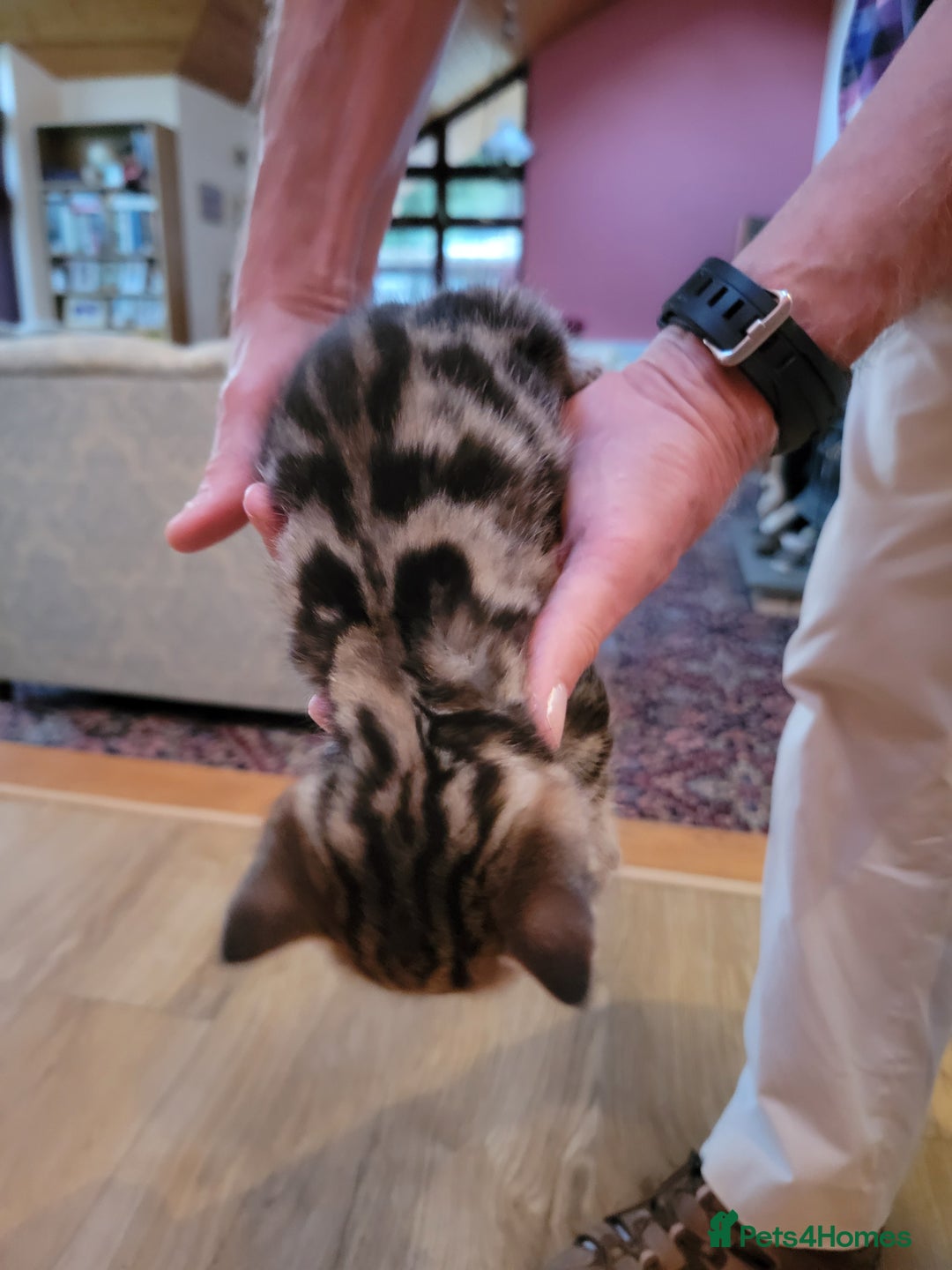 Mixed Breed cats for sale: Beautiful kittens for sale - Image 8