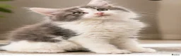 Mixed Breed cats for sale: Ragdoll x Mainecoon fully vaccinated kittens  - Advert 3