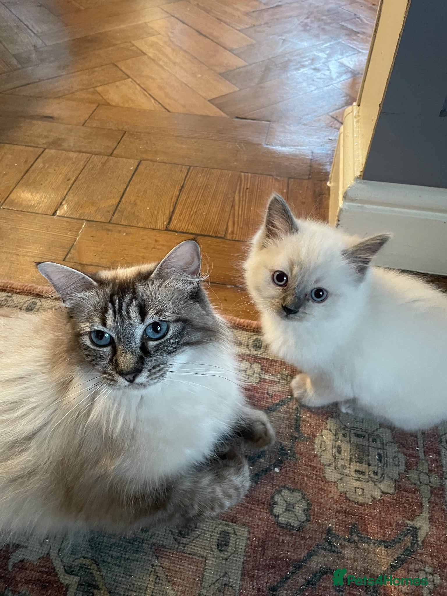 Ragdoll cats Ragdoll kittens  - Advert 1