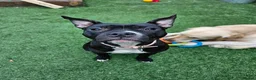 Staffordshire Bull Terrier dogs for sale: Staffy looking for a new home in Corby - Advert 4