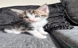 Mixed Breed cats for sale: 7 mix breed healthy kittens  in Sheffield - Image 4
