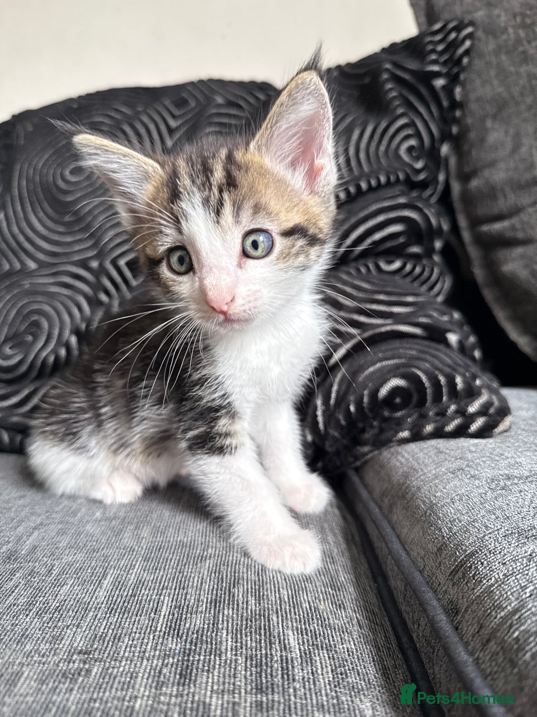 Mixed Breed cats for sale: 7 mix breed healthy kittens  in Sheffield - Image 4