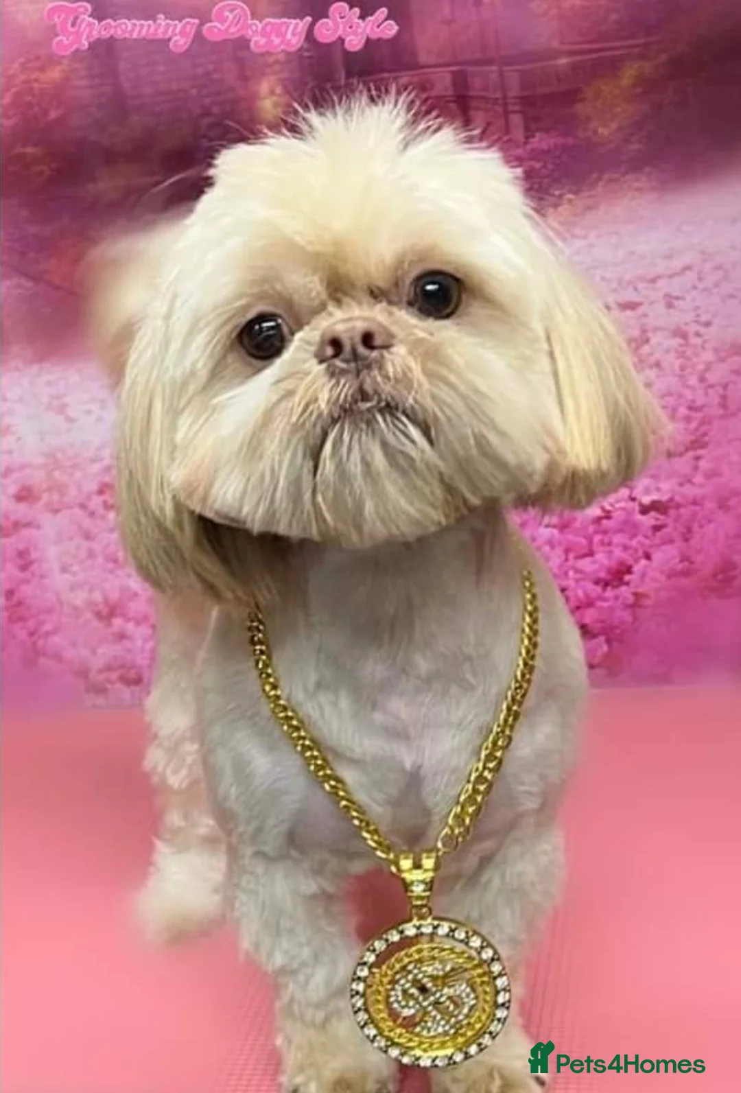 Shih Tzu dogs for stud: LAVENDER PRODUCING Liver Imperial shihtzu in Cardiff - Advert 1