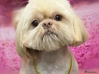 Shih Tzu dogs LAVENDER PRODUCING Liver Imperial shihtzu in Cardiff - Advert 4