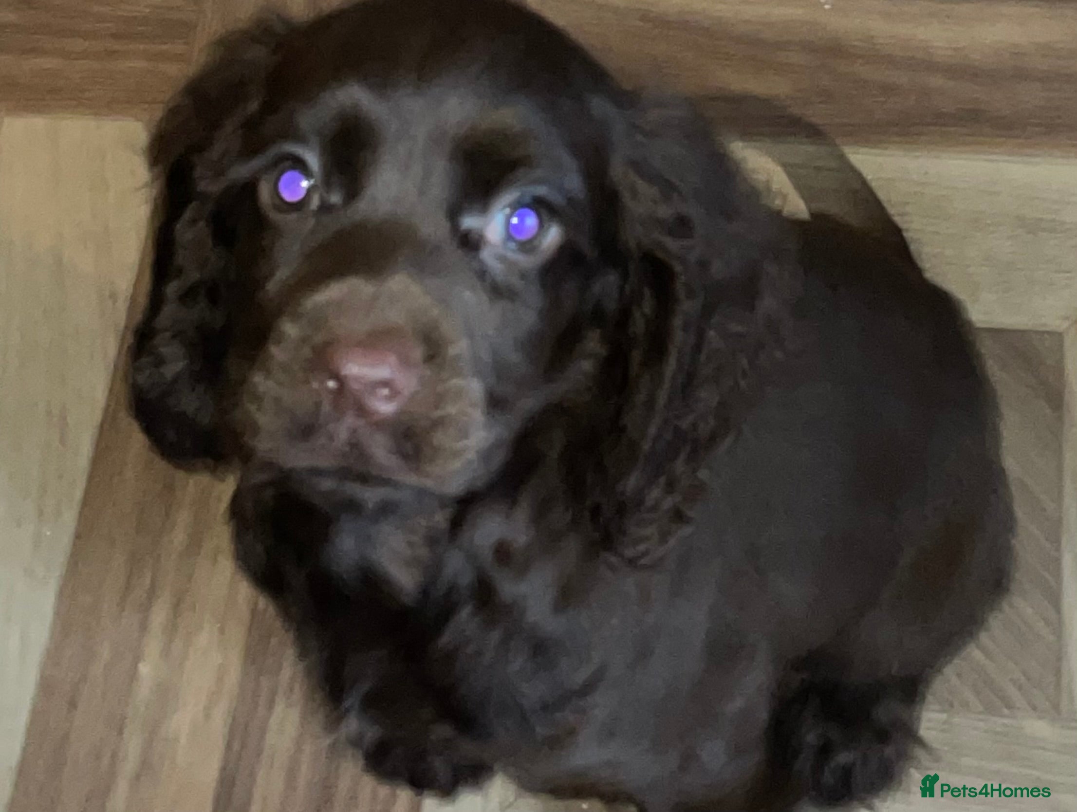 Cocker Spaniel dogs Cockerspaniel puppys Ready now!!! - Advert 4