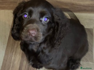 Cocker Spaniel dogs Cockerspaniel puppys Ready now!!! - Advert 4