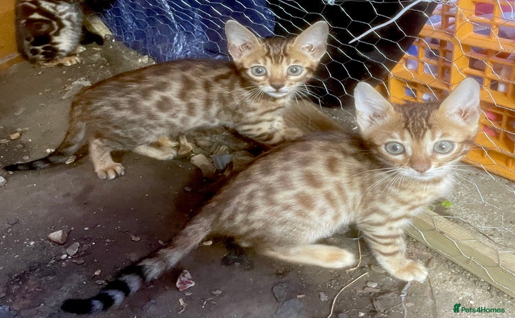 Bengal cats - Advert 13