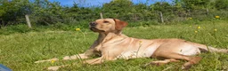 Labrador Retriever dogs for sale: KC registered golden Labrador retriever puppies  - Advert 12