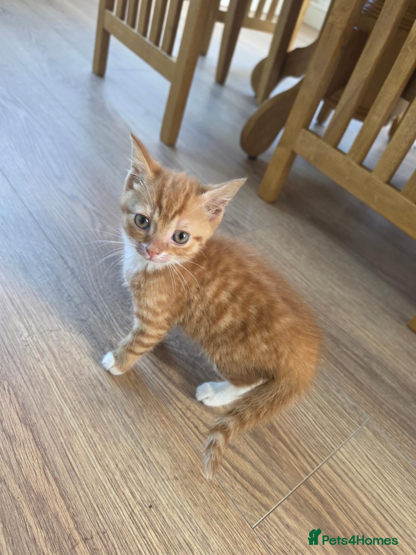Mixed Breed cats Beautiful ginger boy - Advert 18