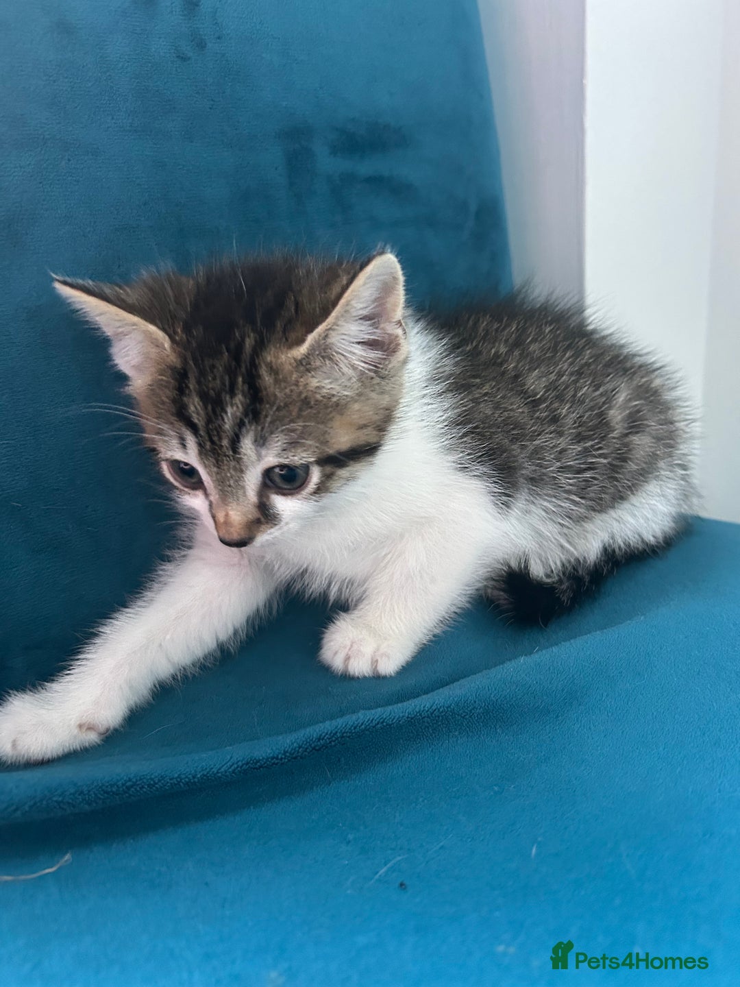 Domestic Shorthair cats for sale: Kittens looking for their forever home  - Image 11