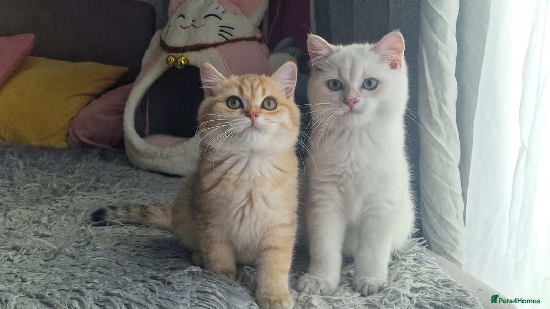 British Shorthair cats for sale: Golden British shorthair Pedigree Neutered  - Image 13