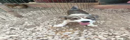 Mixed Breed dogs for adoption: Muki 1 year old Macedonian  Rescue - Advert 9