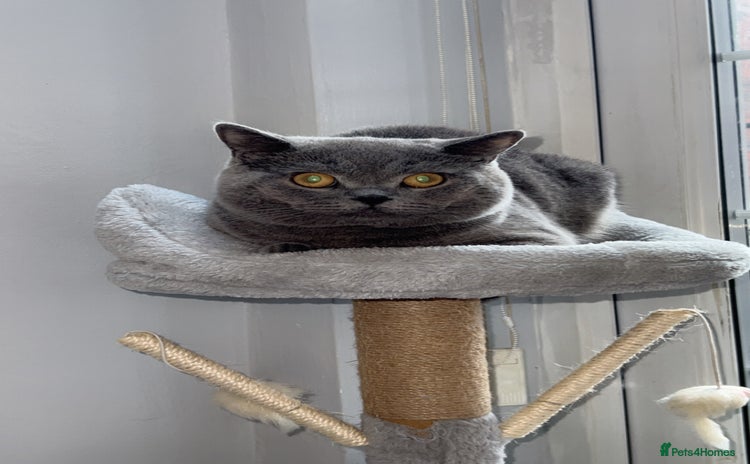 British Shorthair cats for sale - Advert 2