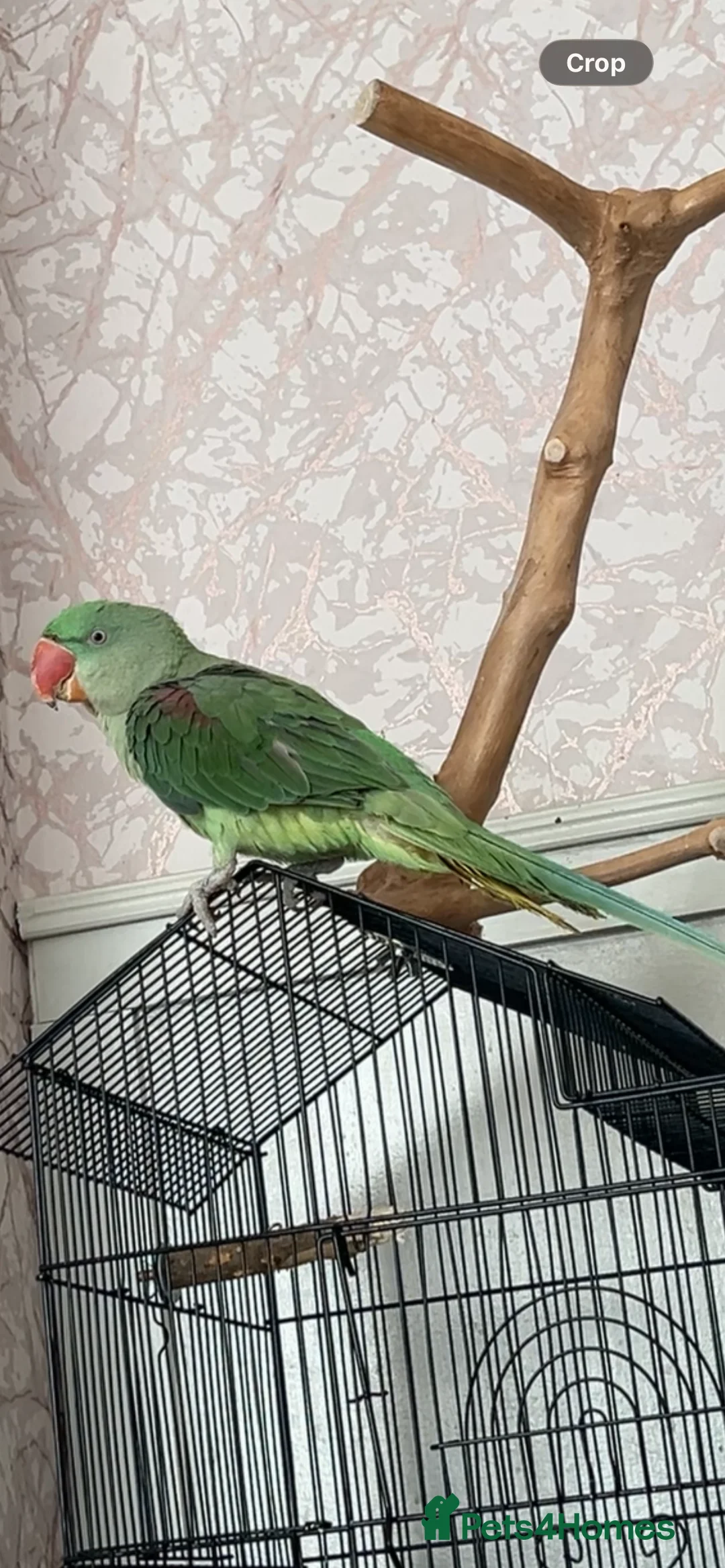 Parakeets birds for sale: Alexandrine - Advert 1