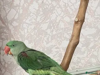 Parakeets birds Alexandrine - Advert 1