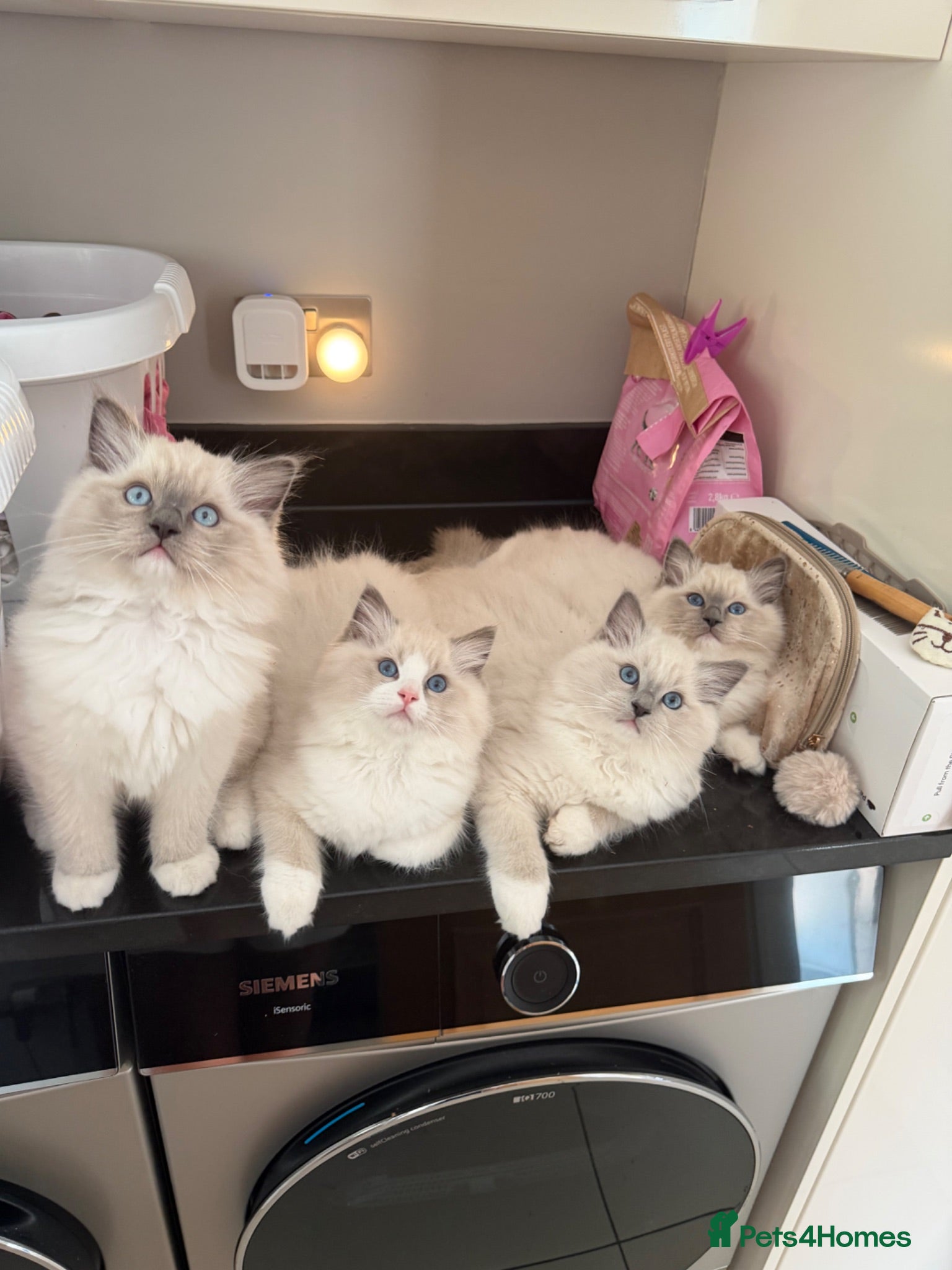 Ragdoll cats 💙 👑 The Alpha Collection | TICA Ragdolls 🧸 - Advert 2