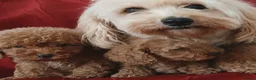 Maltipoo dogs for sale: Beautiful Maltipoo Puppies – Ready NOW - Advert 15