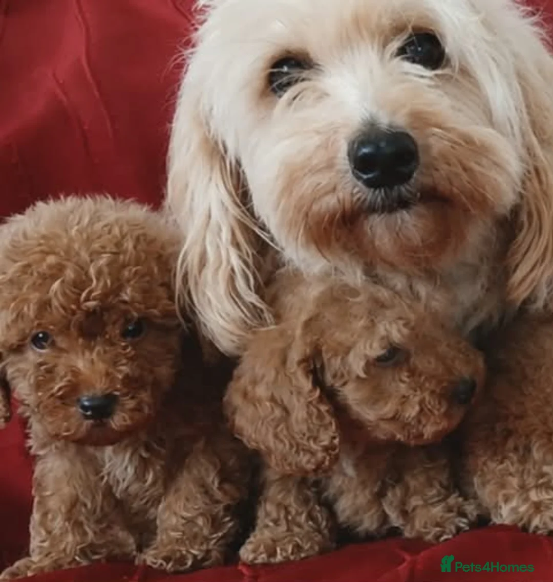 Maltipoo dogs for sale: Beautiful Maltipoo Puppies – Ready NOW - Advert 15
