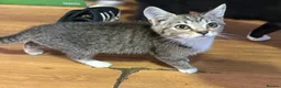 Mixed Breed cats for sale: Little ones are looking for loving home - Advert 18