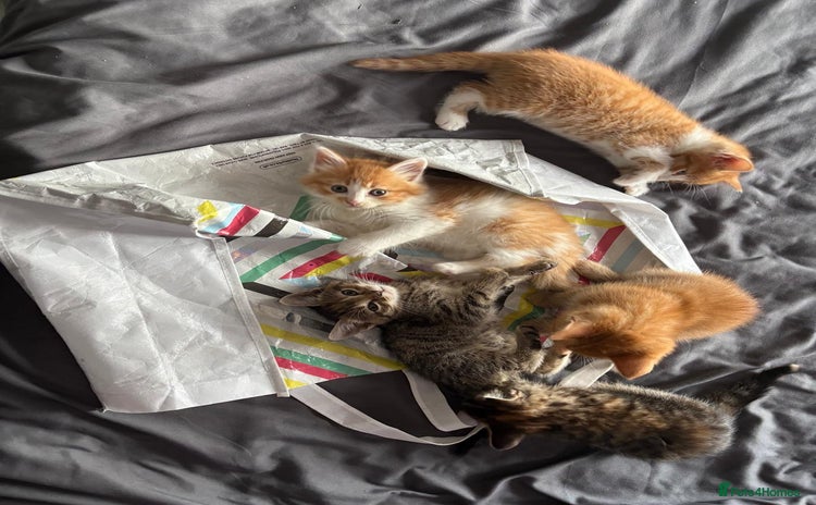 Mixed Breed cats - Advert 2