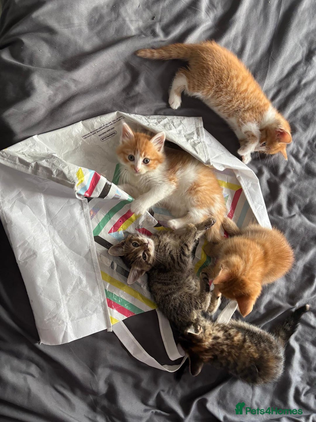 Mixed Breed cats for sale: 5 kittens looking for their forever homes  - Image 1