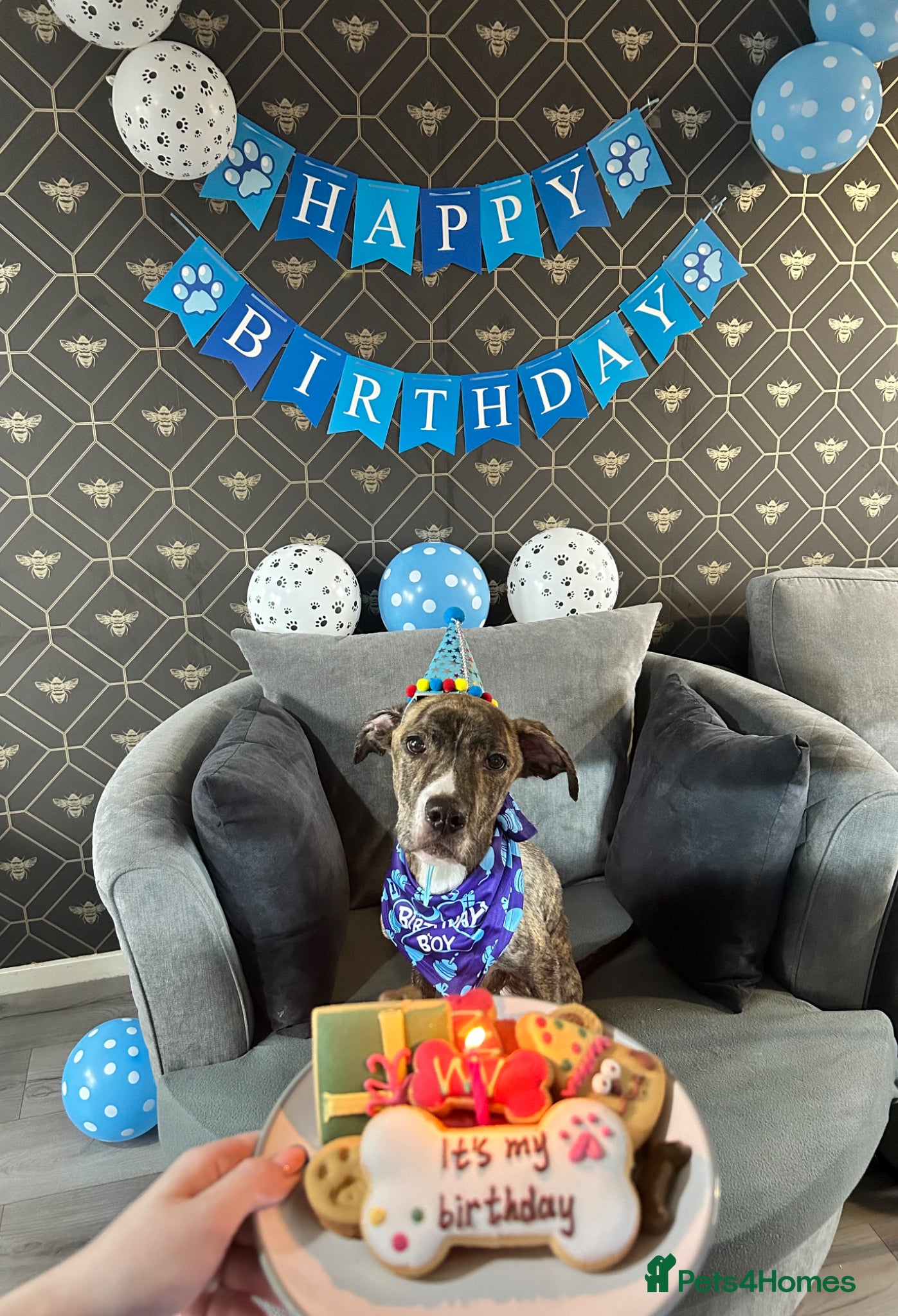 Mixed Breed dogs Staffy X grey hound  - Advert 4