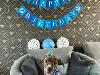 Mixed Breed dogs Staffy X grey hound - Advert 4