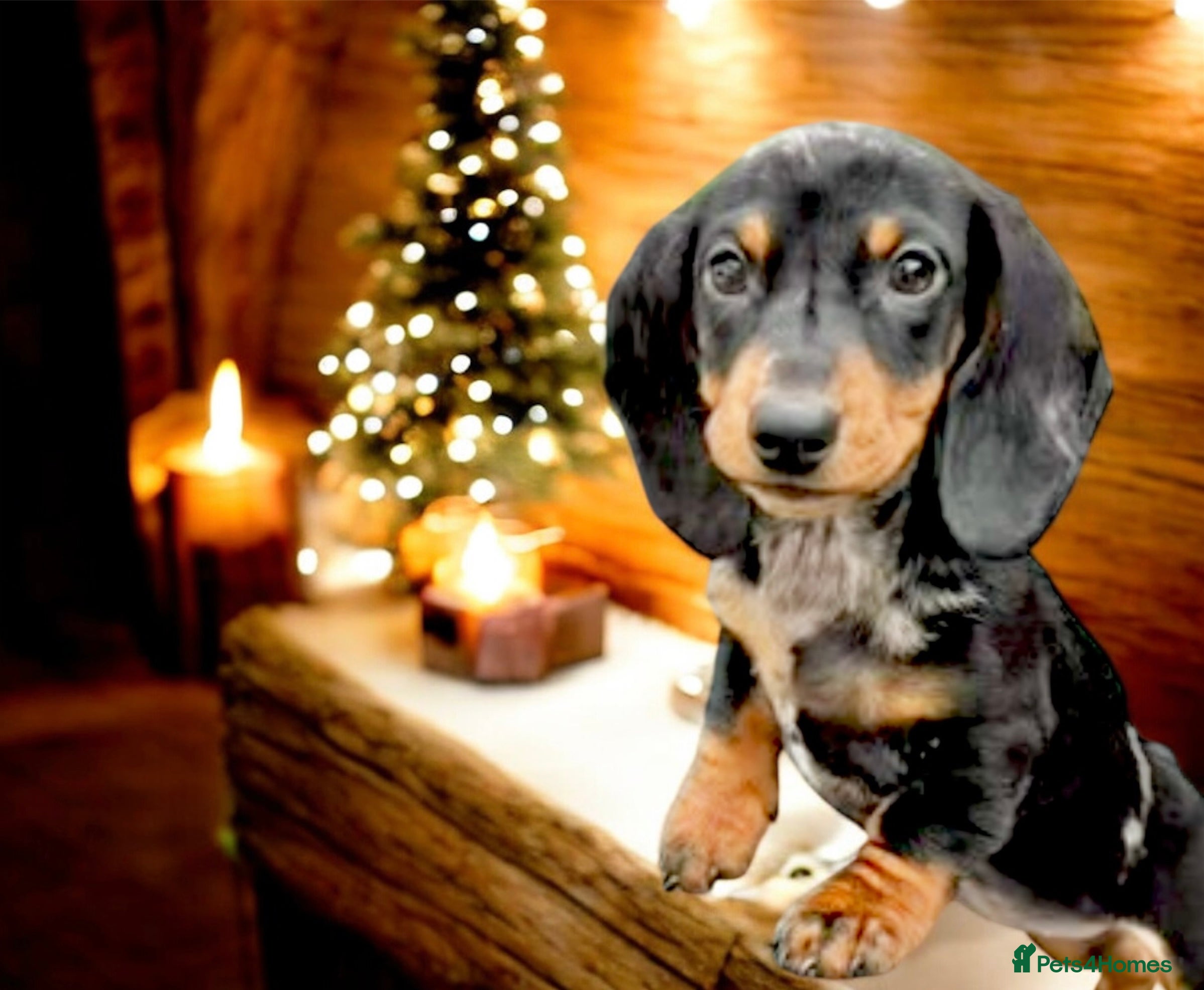Miniature Dachshund dogs Absolutely stunning mini  girl 🩷ready now🩷🌟  - Advert 6