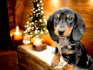 Miniature Dachshund dogs Absolutely stunning mini girl 🩷ready now🩷🌟 - Advert 6