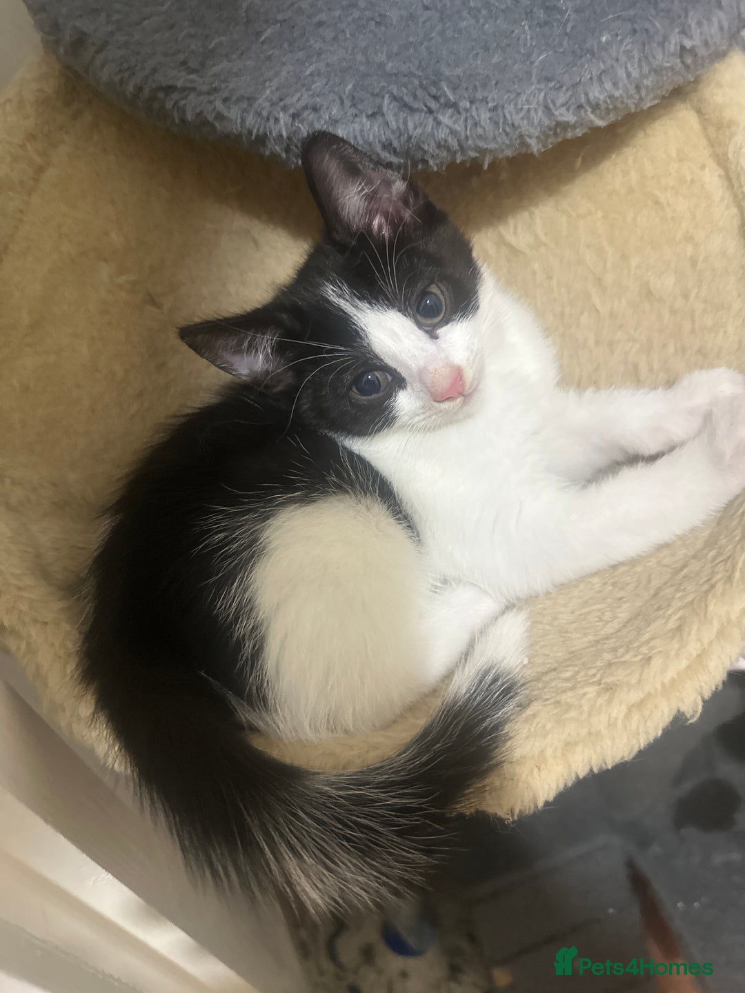 Mixed Breed cats for sale: ❤️ Burmese/White Russian Mixed (kittens) 4 Left - Image 1
