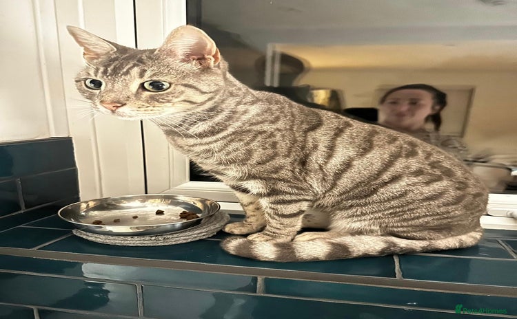 Bengal cats - Advert 10