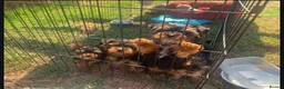 Yorkshire Terrier dogs for sale: Beautiful yorkshire terrier puppies - Advert 5