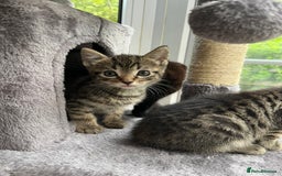 British Shorthair cats for sale: Tabby Male Kittens - Image 9