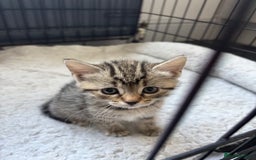 Mixed Breed cats for sale: Mixed breed kittens - Image 2