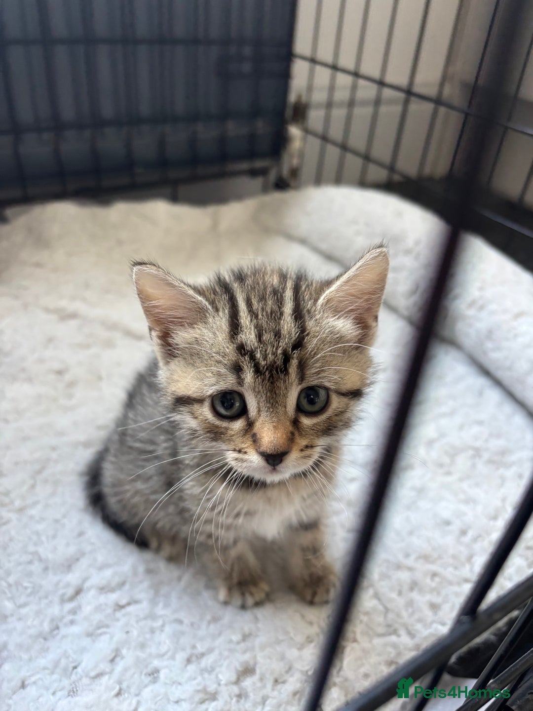 Mixed Breed cats for sale: Mixed breed kittens - Image 2