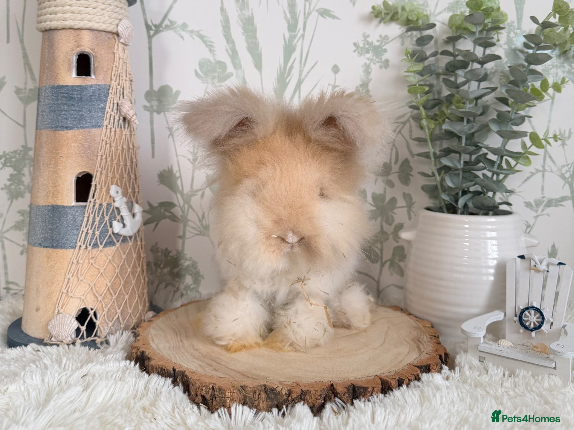 Angora rabbits Vaccinated Angoras - Ready Now - Advert 12