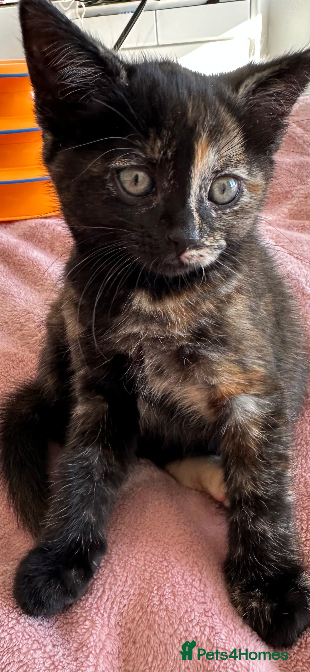 Domestic Shorthair cats for sale: 🐾Sorry….All REHOMED now 🥰 🐾 - Advert 1