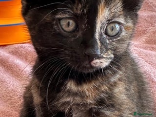 Domestic Shorthair cats 🐾8 Fur babies READY SAT 22nd NOVEMBER 🐾 - Advert 16